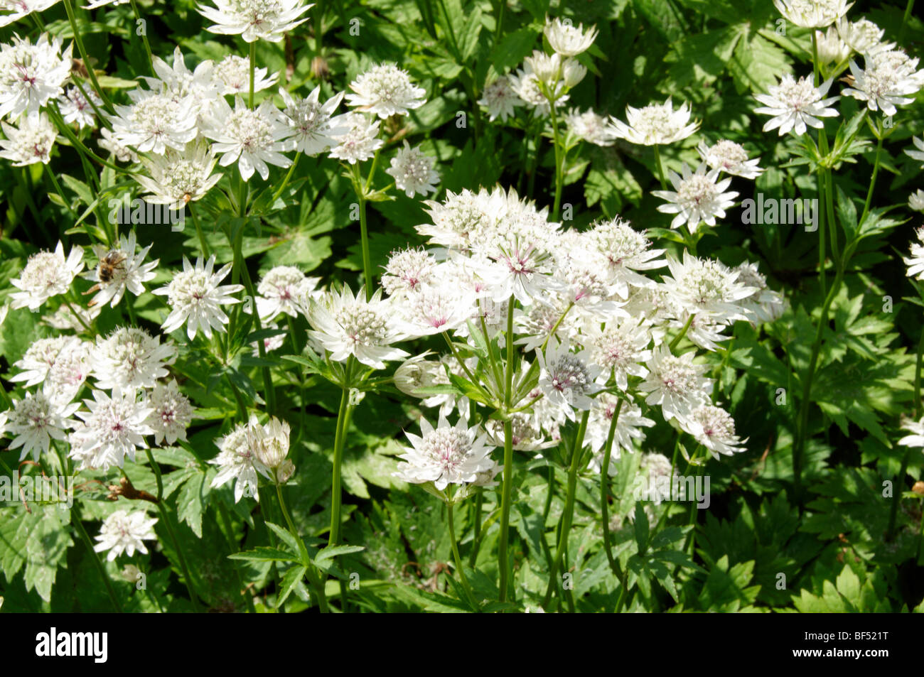 A close up image of some white flowers Stock Photo - Alamy