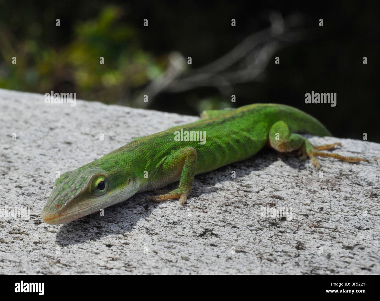 Green anole anolis carolinensis hires stock photography and images Alamy