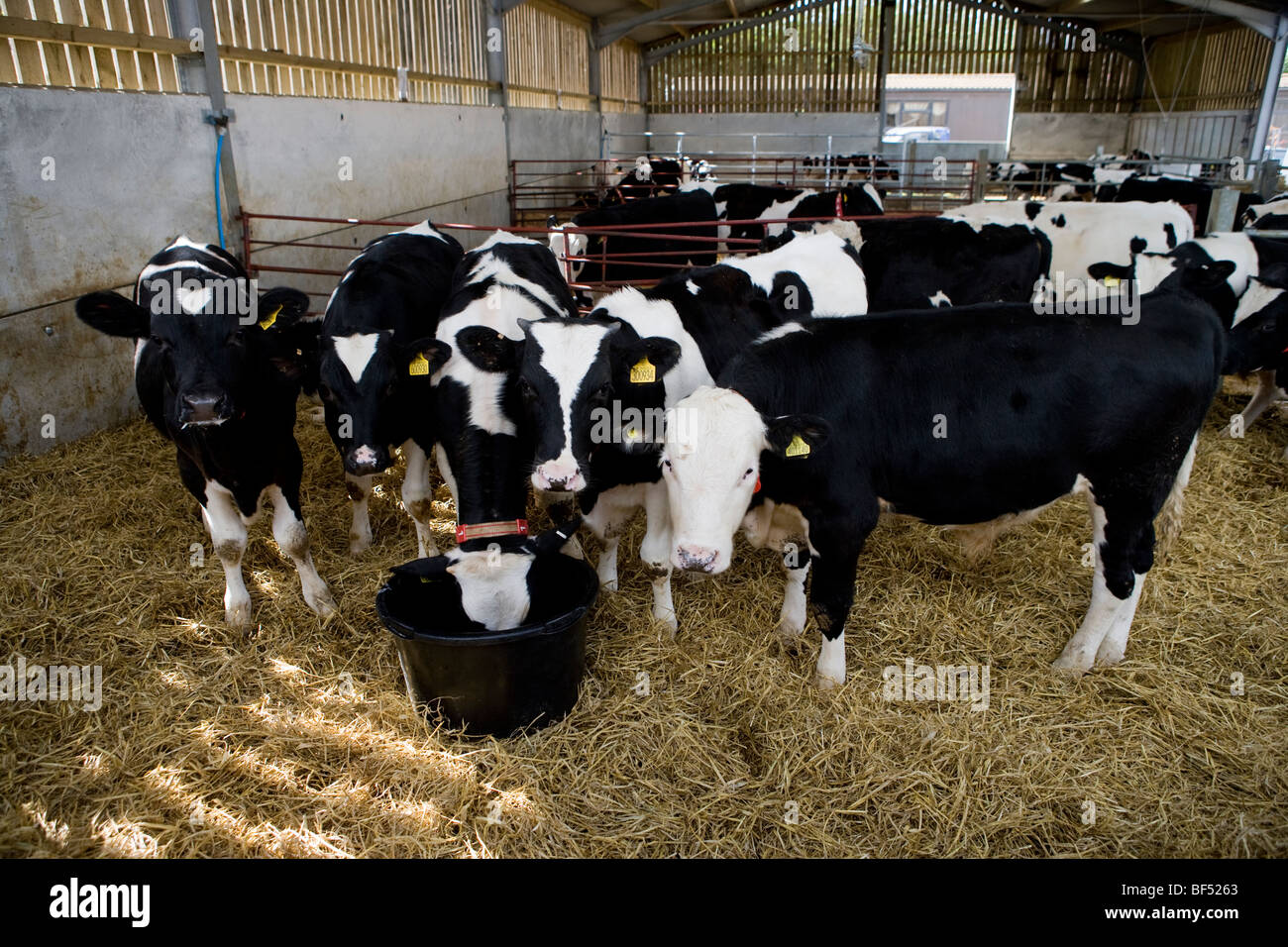 Rose veal calves in a barn with straw on a R.S.P.C.A. Freedom Foods