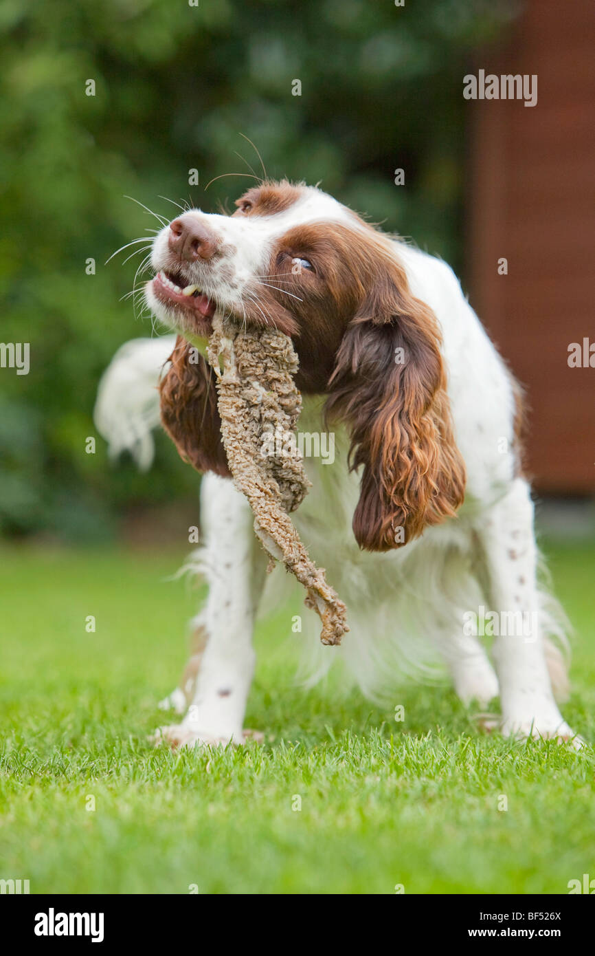 An English Springer Spaniel dog eating tripe outside Stock Photo