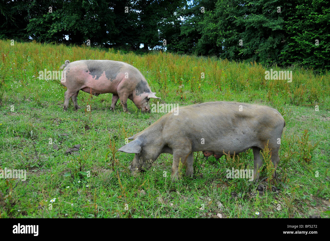 free range pigs  in an outdoor breeding site in a brittany bio farm Stock Photo