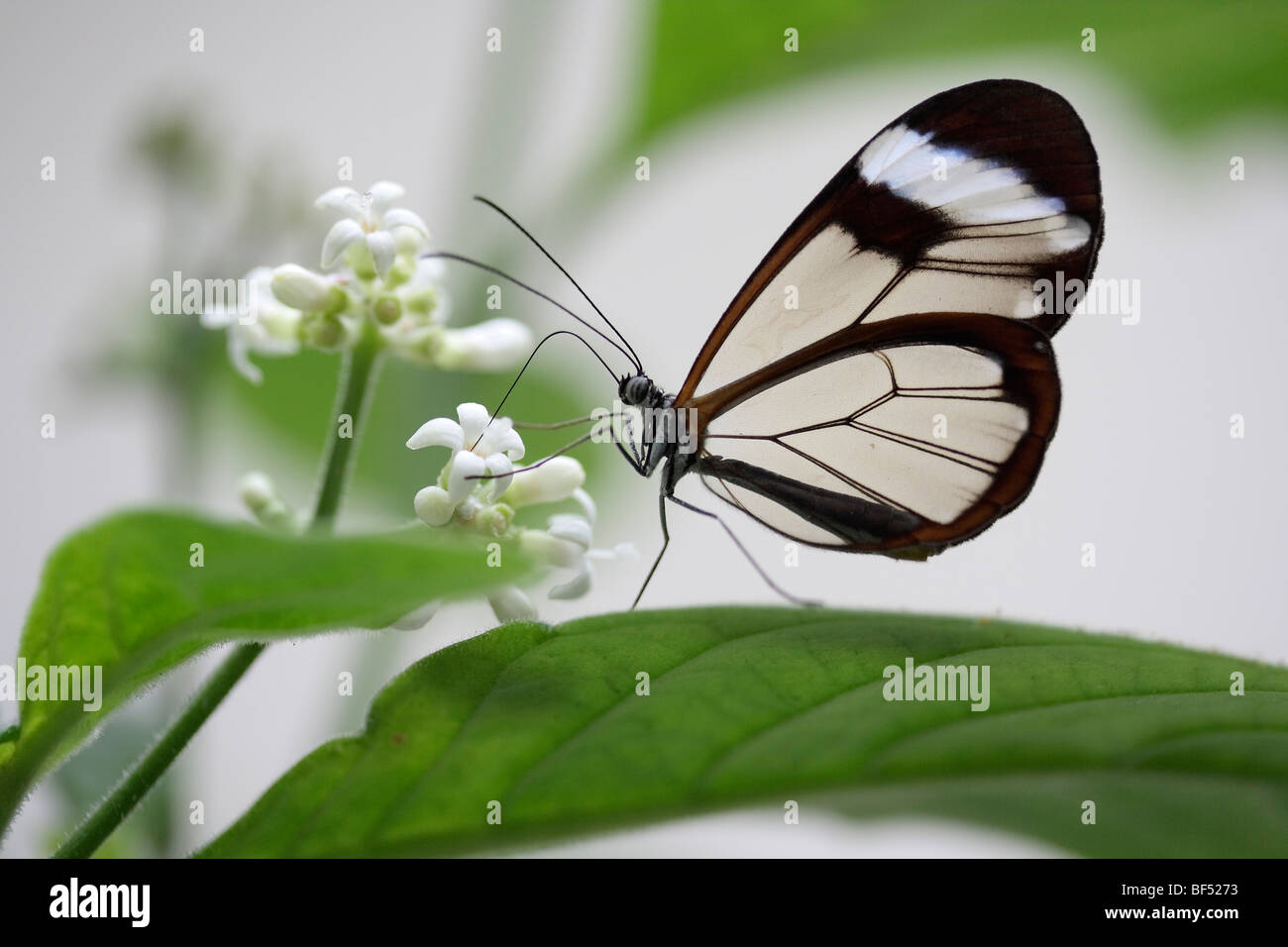 Glasswing butterfly (greta oto), butterfly species from Central and South America Stock Photo