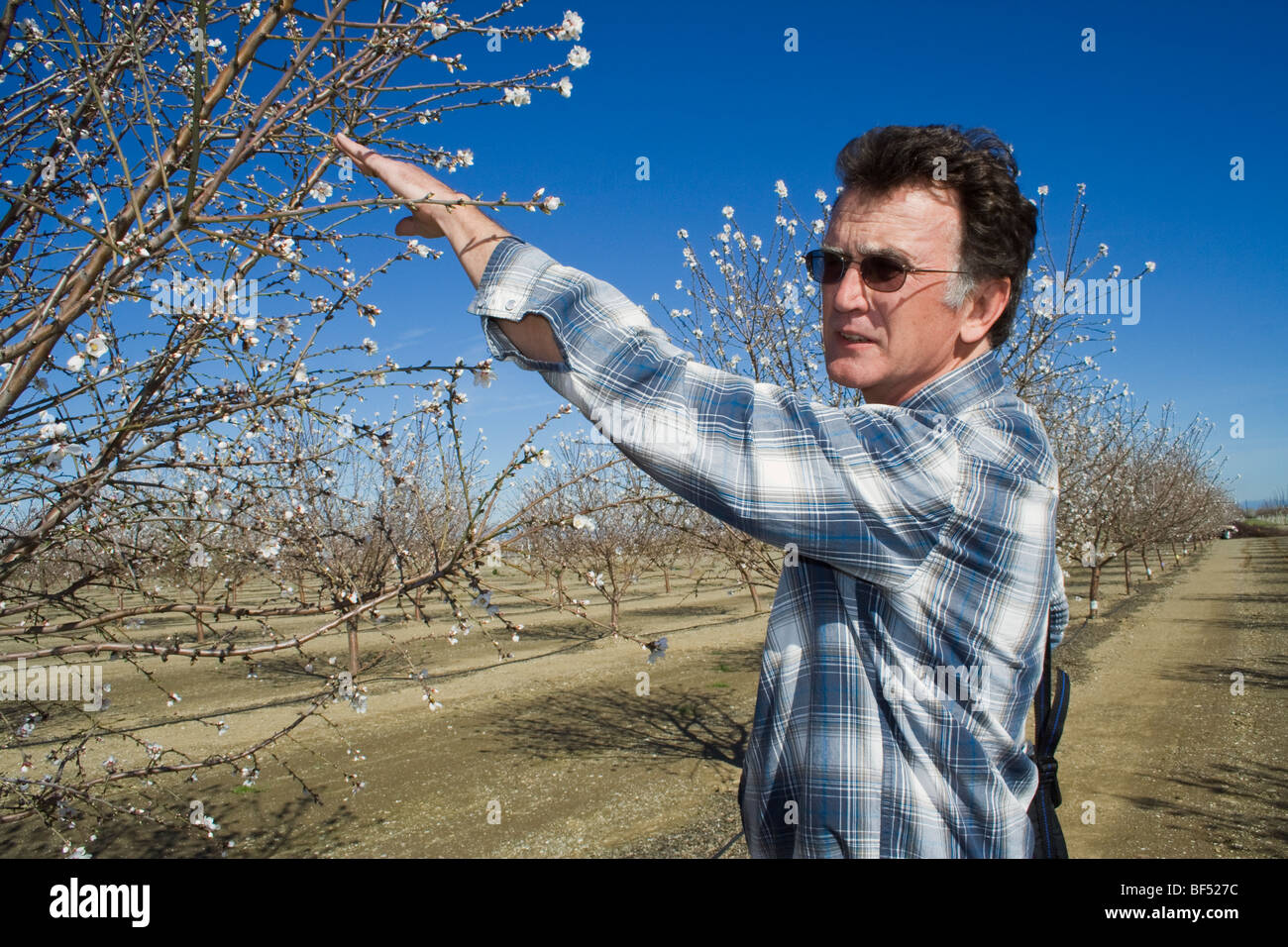A farm advisor showing blooming almond trees in a research project studying minimal pruning / Glenn County, California, USA. Stock Photo
