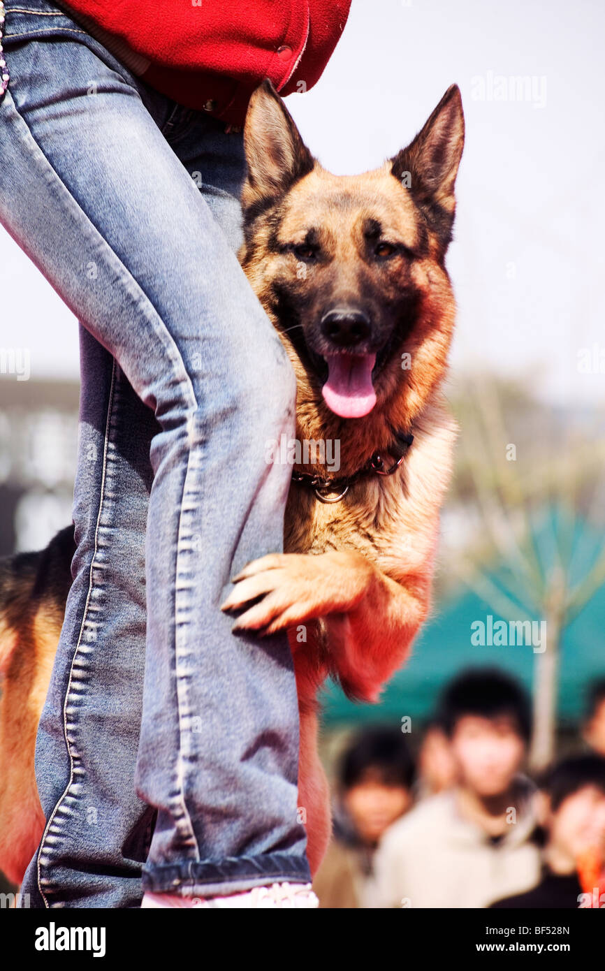 Chinese sale shepherd dog