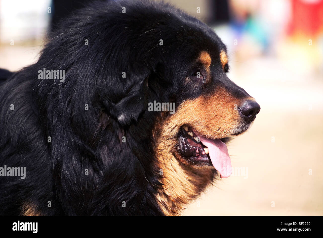 Tibetan Mastiff, Beijing, China Stock Photo