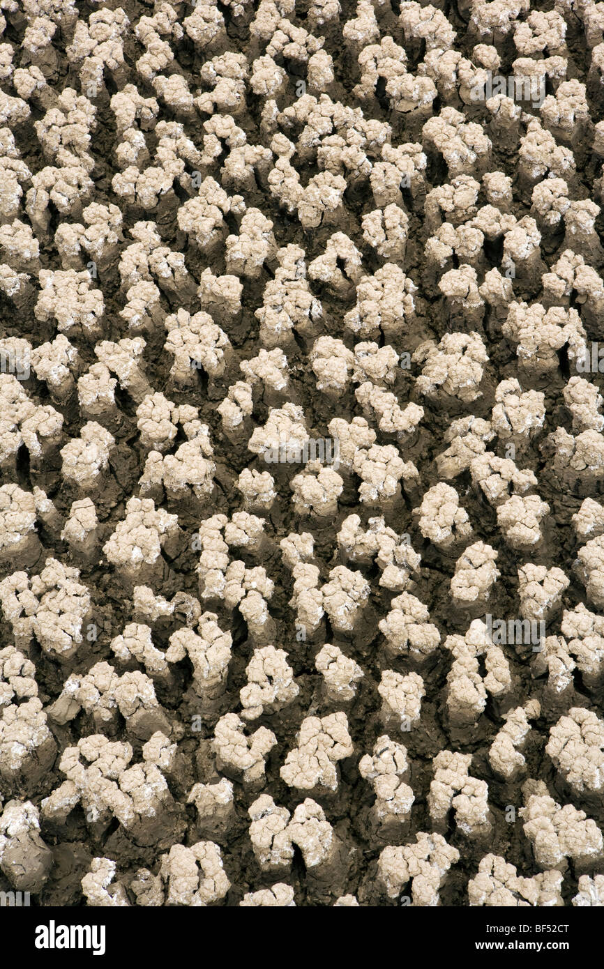 Geometric patterns in nature hi-res stock photography and images - Alamy