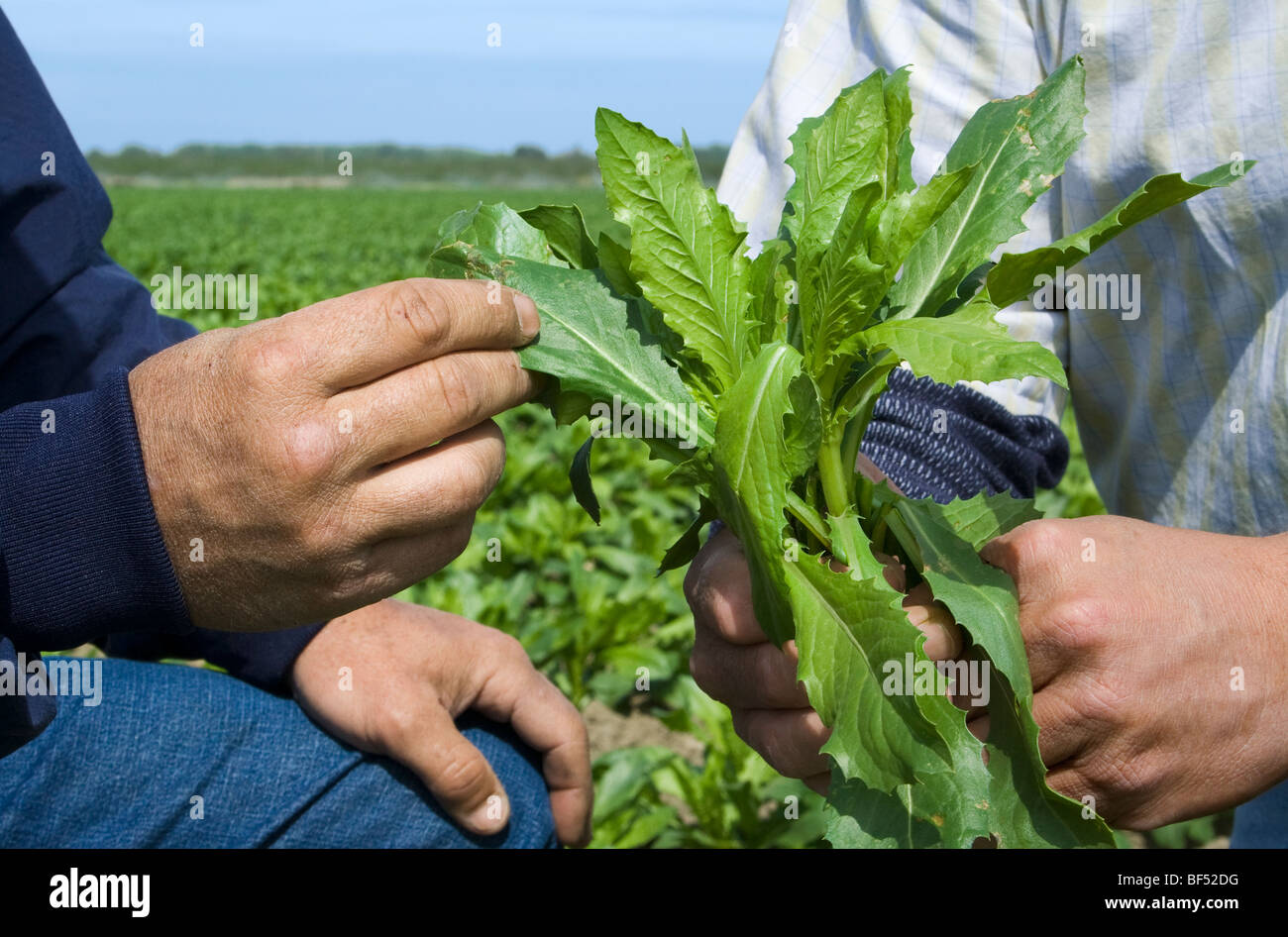 The hands of a grower & commodity broker hold an early growth safflower plant in the field while inspecting the crop /California Stock Photo