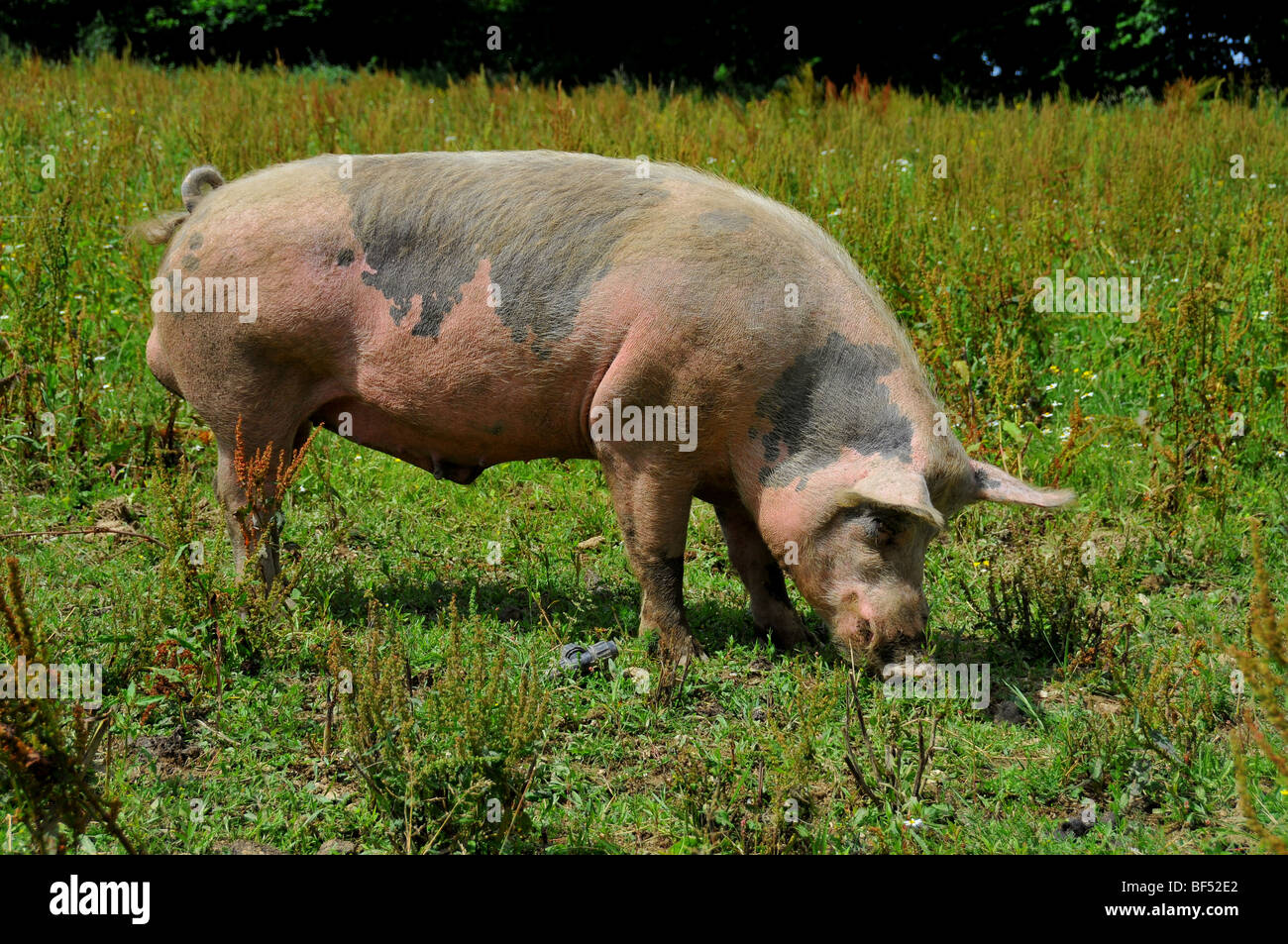 free range pigs :  a pig male free in an outdoor breeding site in a brittany bio farm Stock Photo