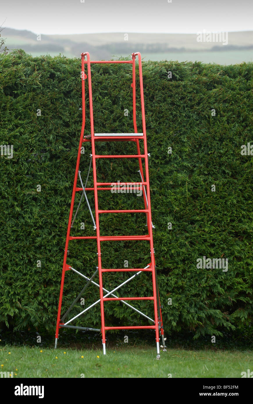 Henchman steps used to cut tall leylandii hedge Stock Photo