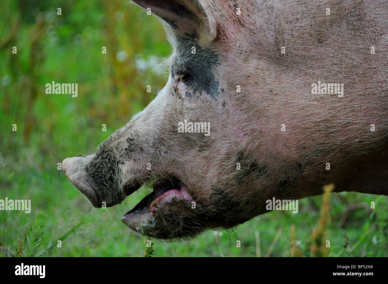 free range pigs :  a close up of pig's face  in an outdoor breeding site in a brittany bio farm Stock Photo