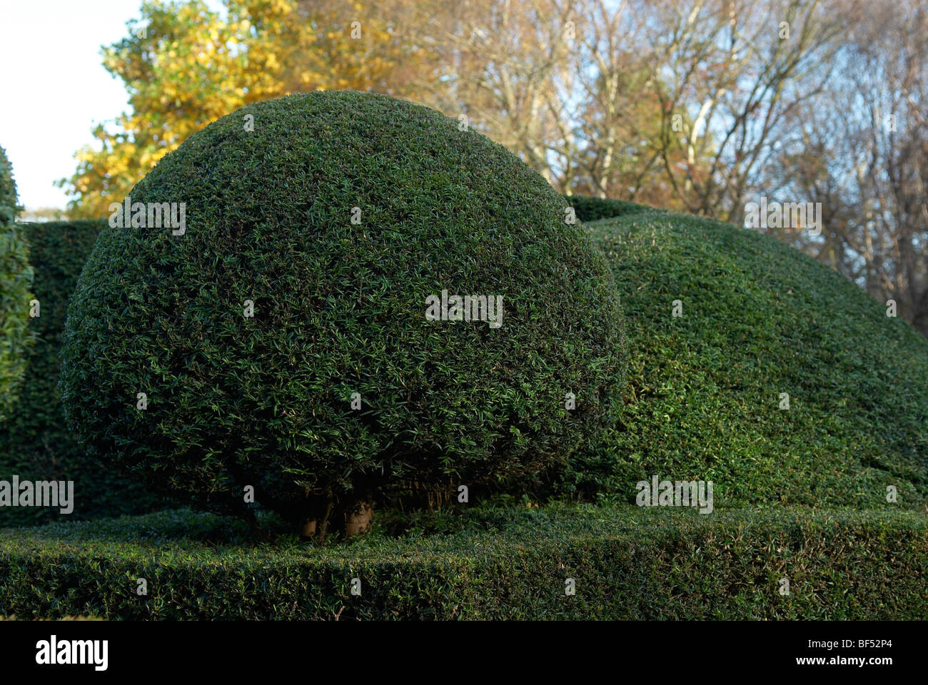 Clipped box sphere as part of a trained hedge Stock Photo