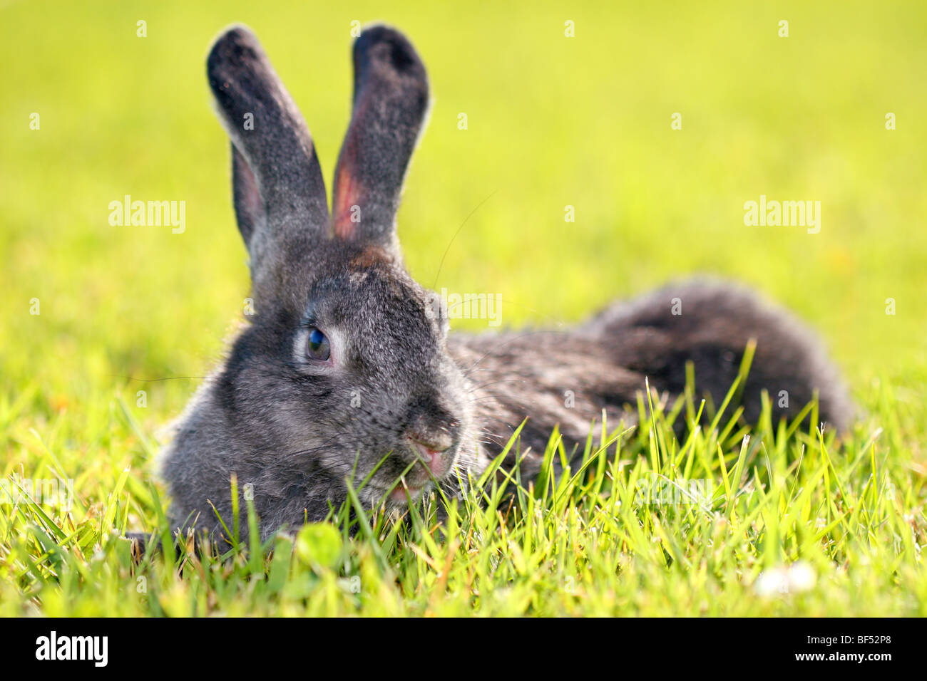 dark gray rabbit lying in a green meadow Stock Photo Alamy