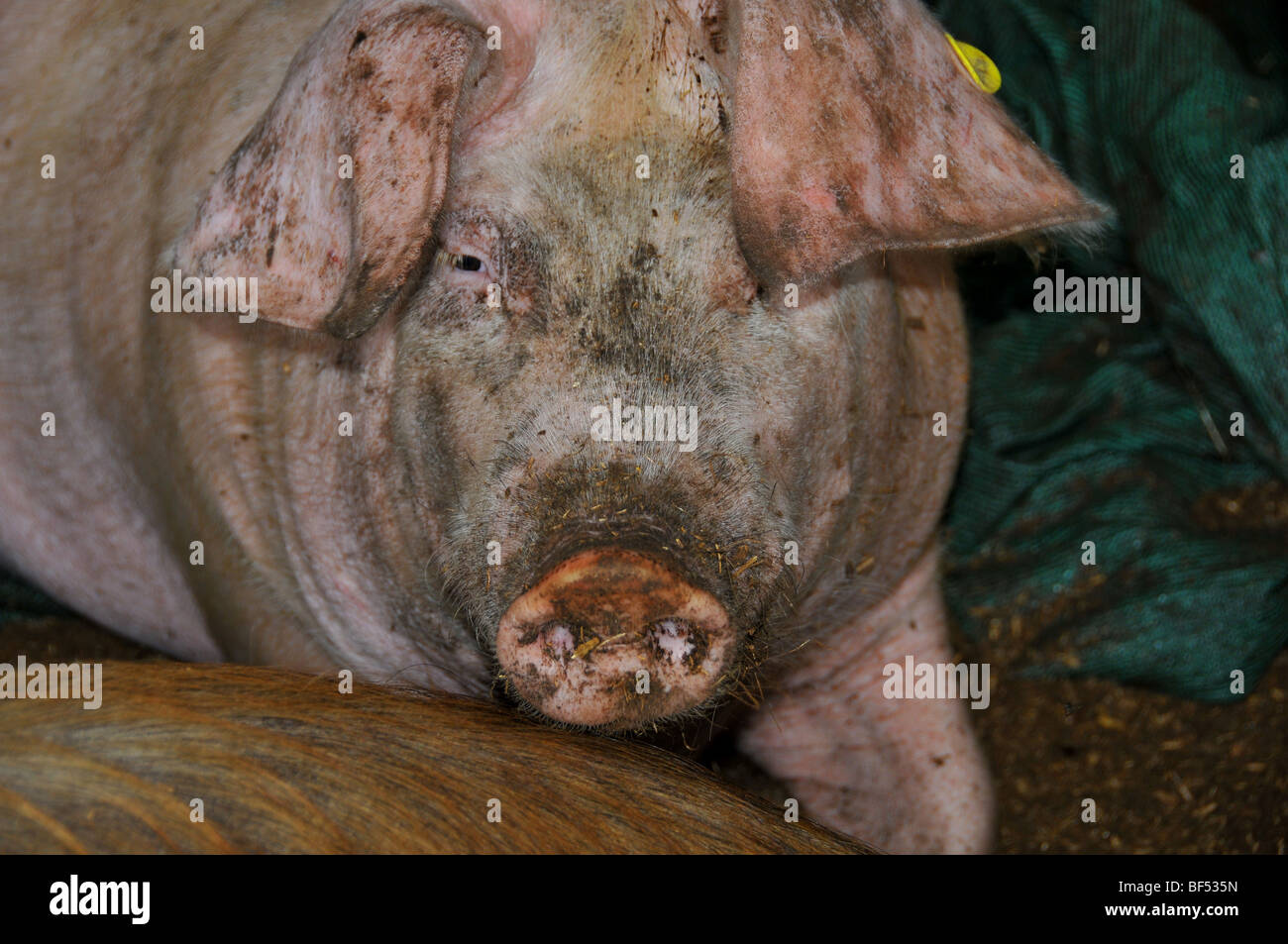 free range pigs : a sow  free in an outdoor breeding site in a brittany bio farm Stock Photo