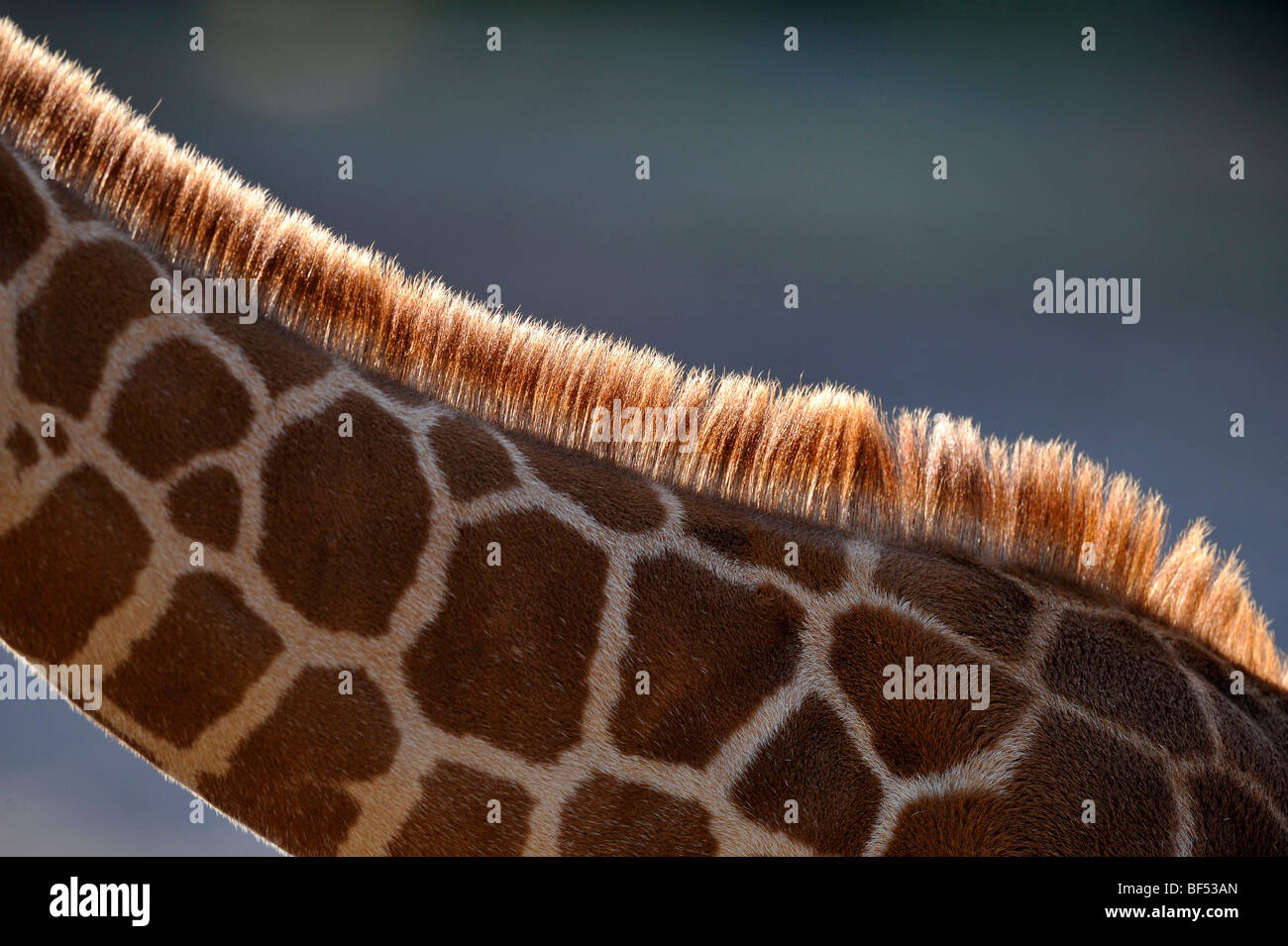 Somali Giraffe (Giraffa camelopardalis reticulata), juvenile, mane with ...