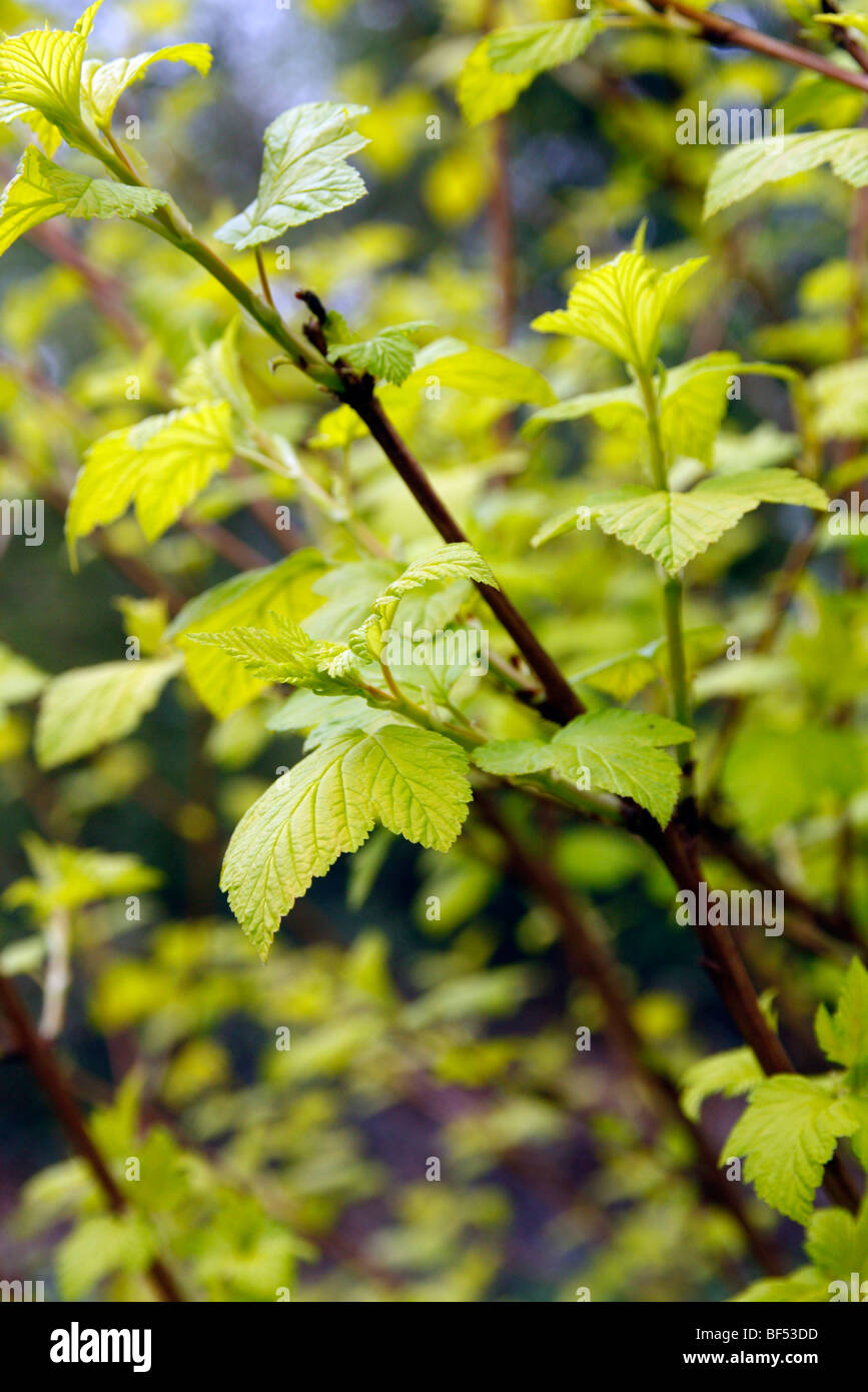 Physocarpus opulifolius luteus hi-res stock photography and images - Alamy