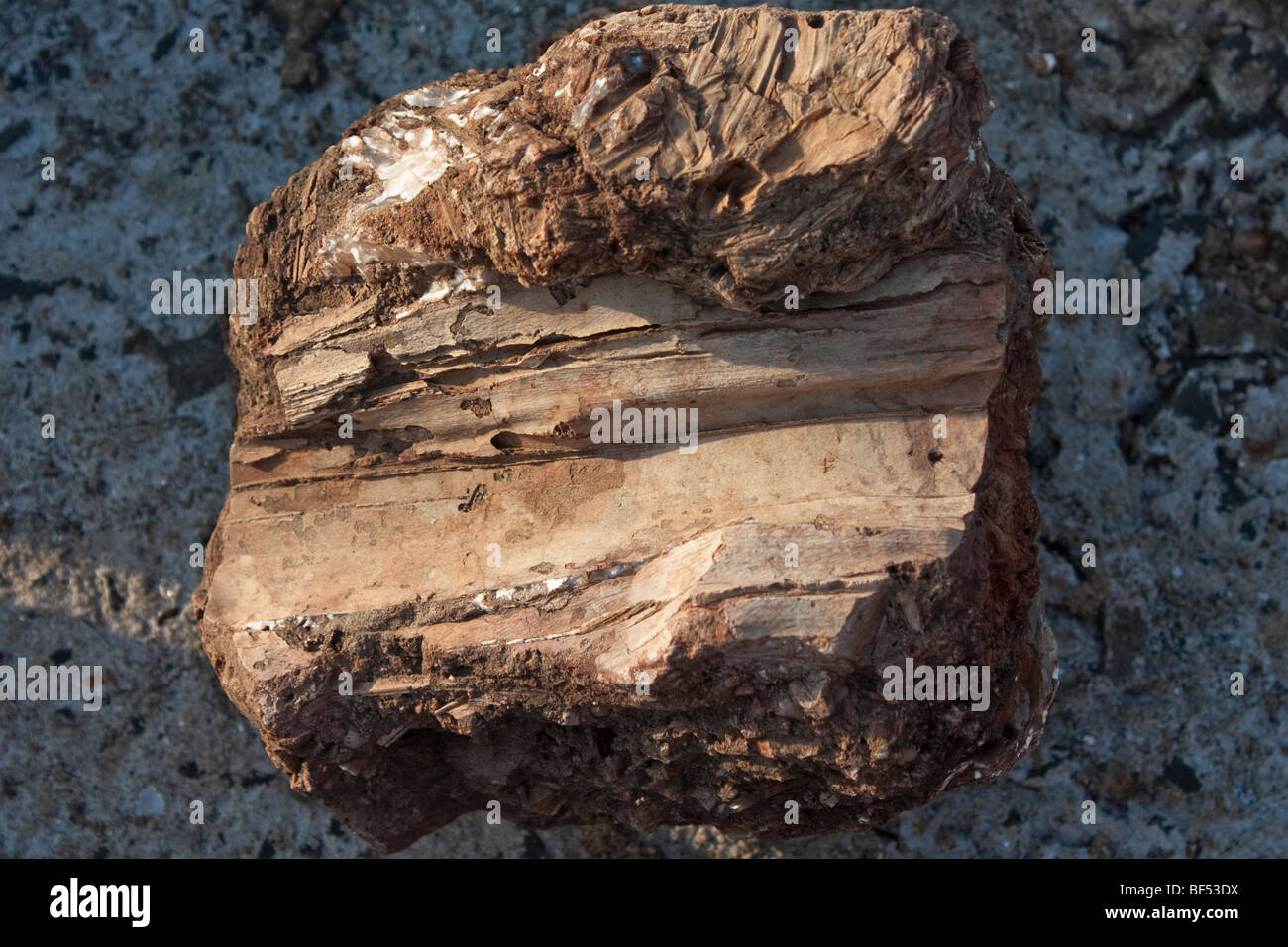 Fossil wood hires stock photography and images Alamy