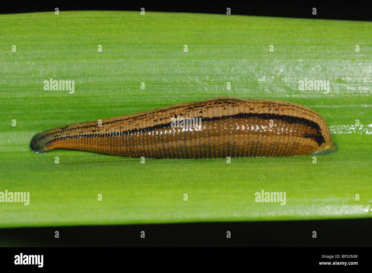 Bloated Tiger Leech (Haemadipsa picta) after a meal of human blood in the rainforest of the Danum Valley,  Borneo Stock Photo