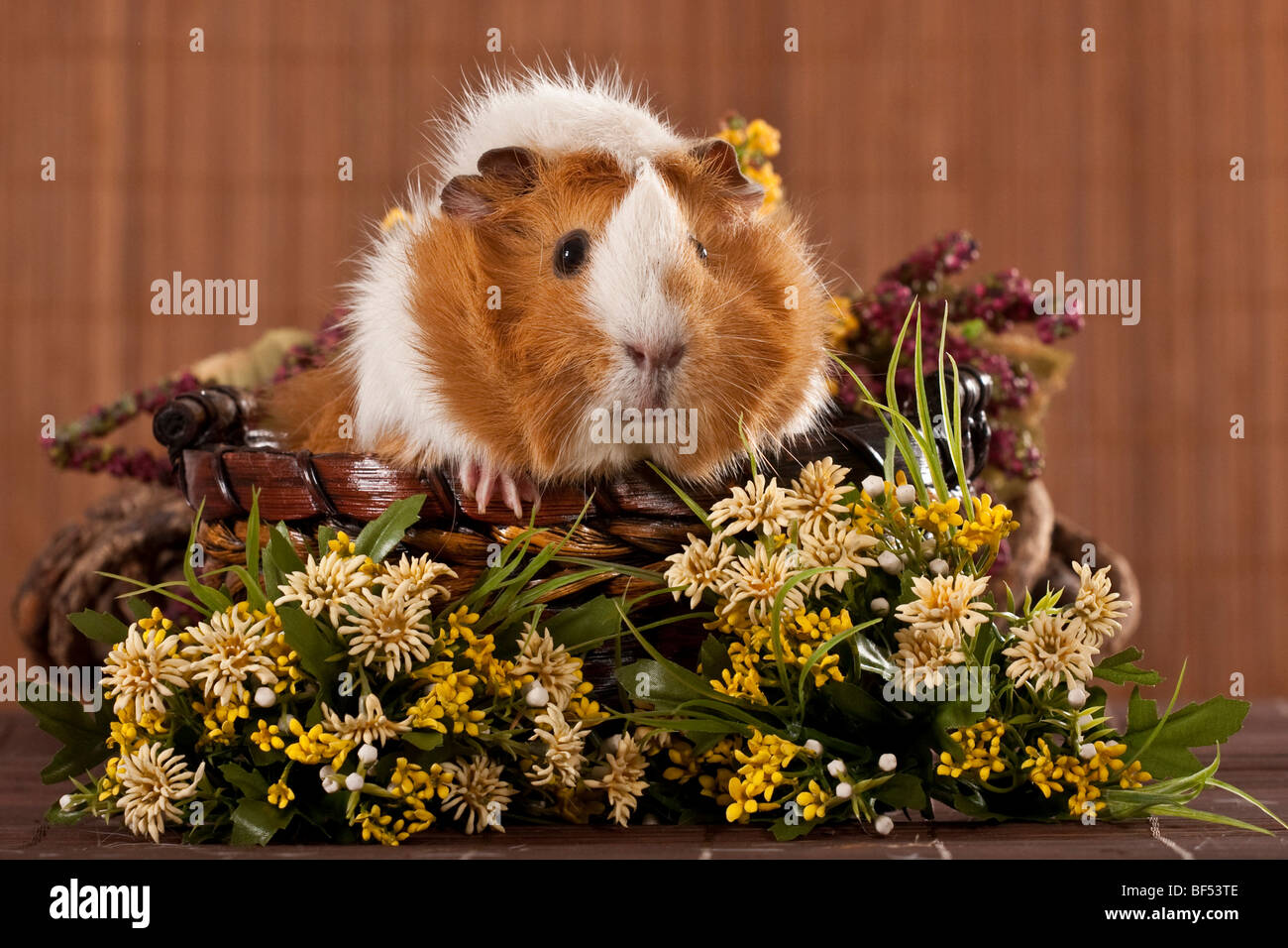 Guinea pig in a wicker basket with flowers Stock Photo Alamy