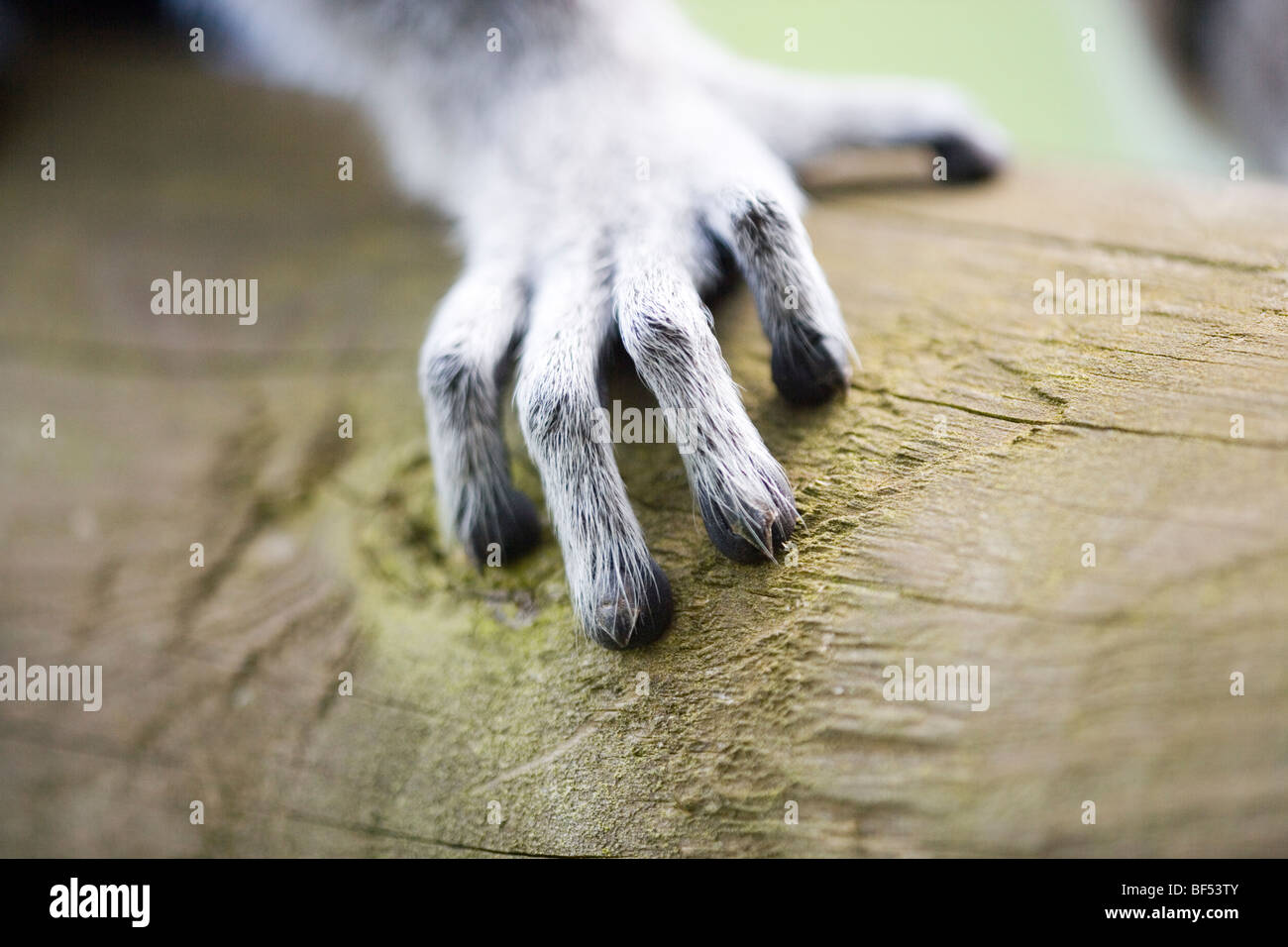 Ring-tailed Lemur (Lemur catta). Right fore-limb showing five digits. Pentadactyl limb. Stock Photo