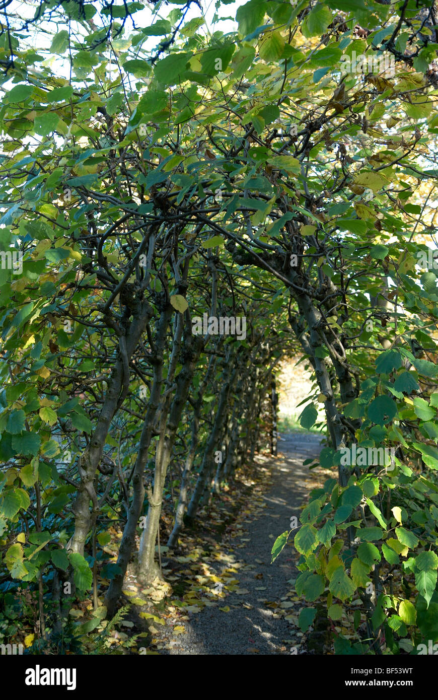 A tunnel formed from hazel trained together Stock Photo