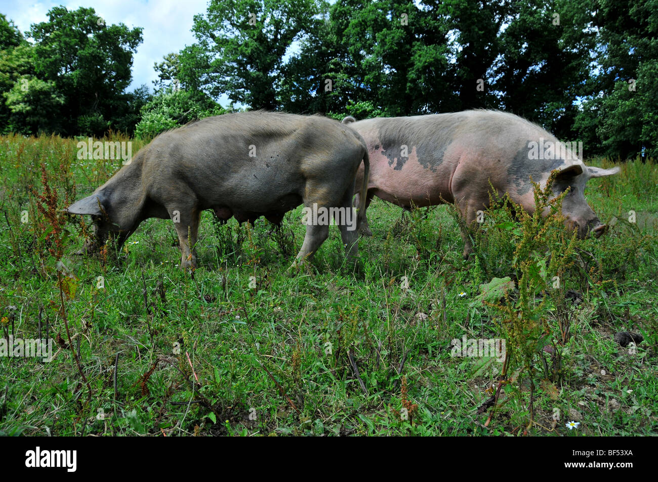 free range pigs in an outdoor breeding site in a brittany bio farm Stock Photo
