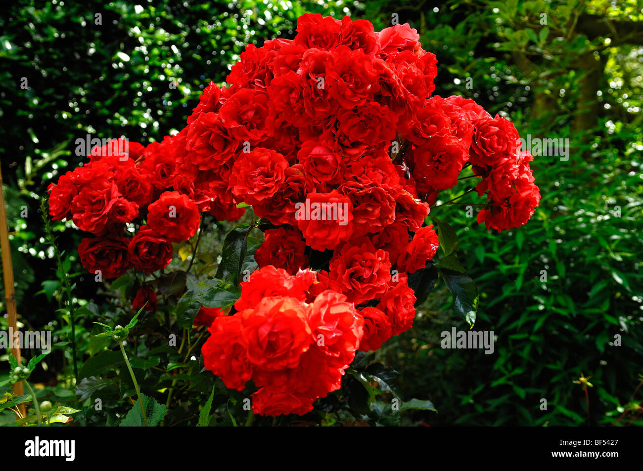 Rose damascena hi-res stock photography and images - Alamy
