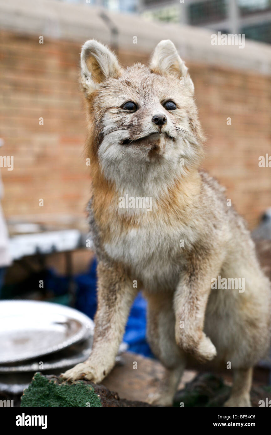 alert somewhat mangy stuffed wild brown fox displayed for sale in the outdoor Hells Kitchen flea market in New York City Stock Photo