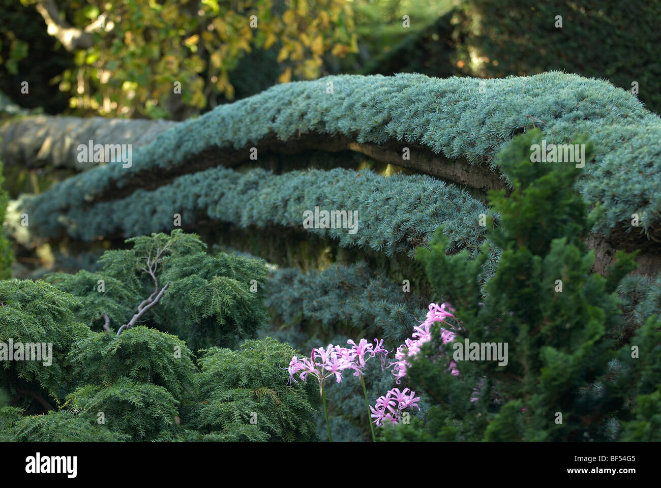 Weeping Blue Atlas Cedar trained along a stone wall Stock Photo