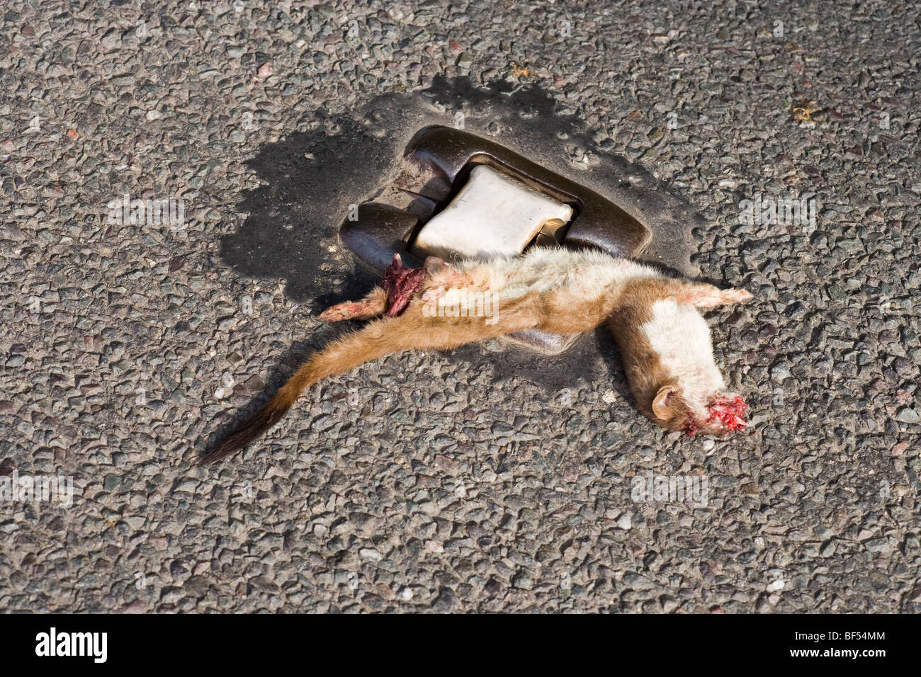 Stoat ( Mustela erminea). Road kill. Unintentional. Norfolk. UK. Stock Photo