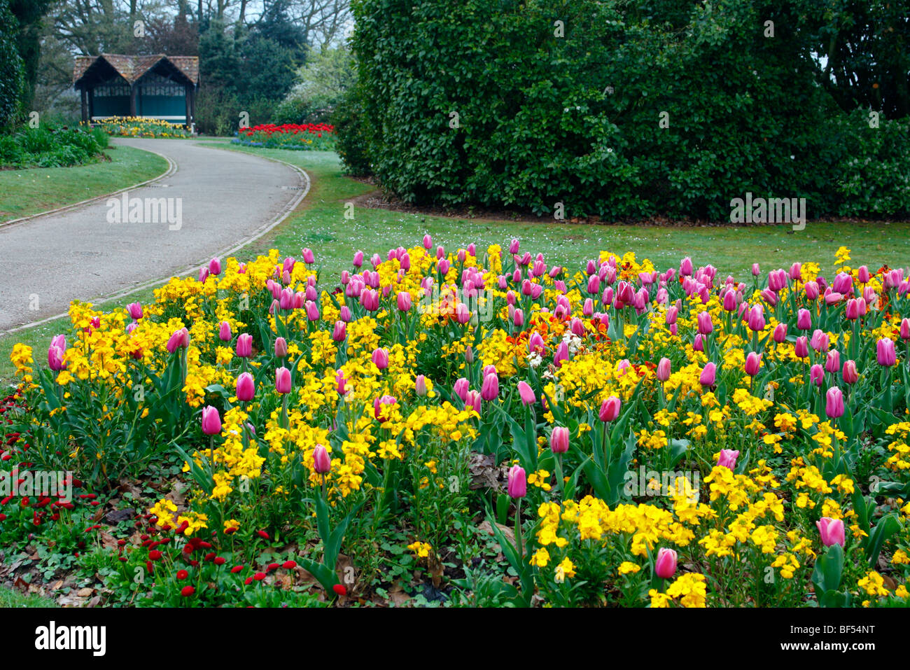 Spring Bedding with Purple Tulips and Yellow Wallflowers Stock Photo