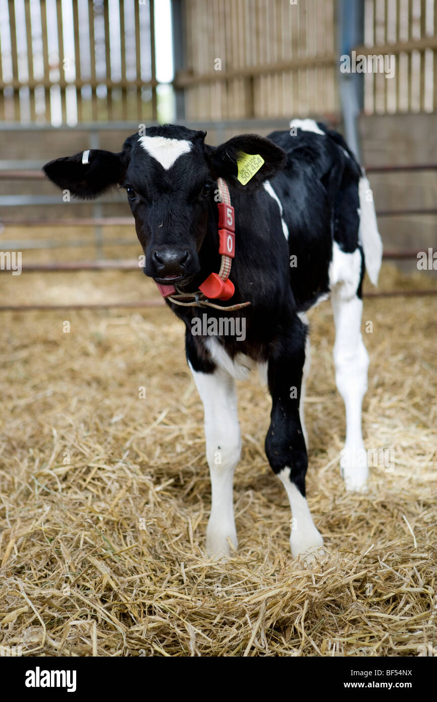 Rose veal calf at Lower Chapel Marsh Farm. Beaminster. Dorset Stock
