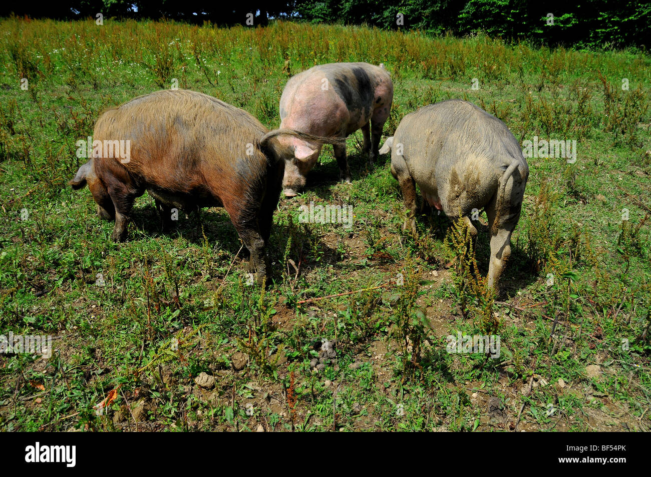 free range pigs in an outdoor breeding site in a brittany bio farm Stock Photo