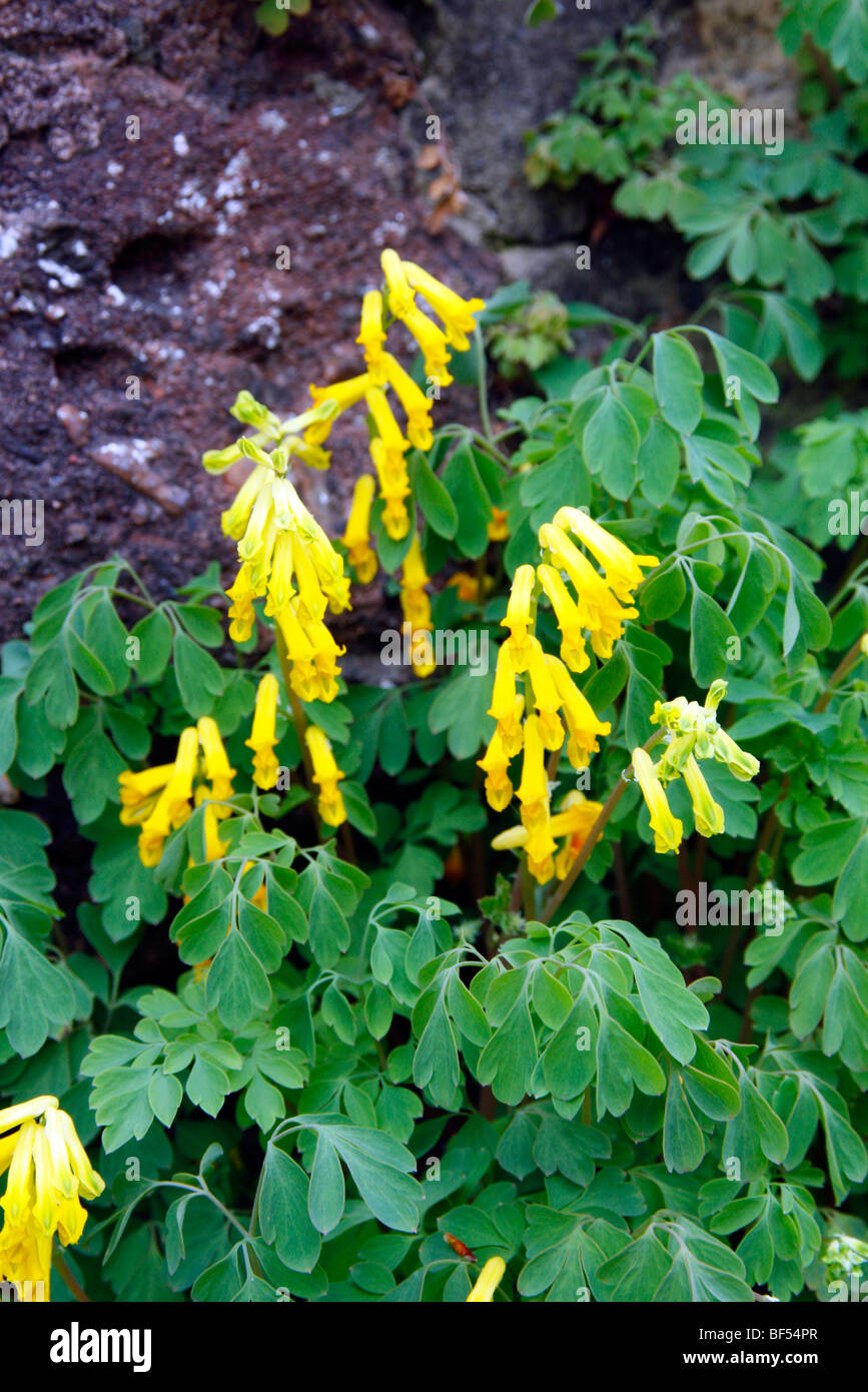 Corydalis lutea growing out of a wall Stock Photo