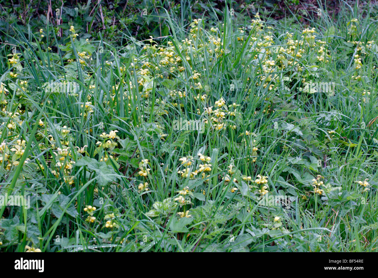 Lamium galeobdolon 'Variegatum' syn Lamium galeobdolon subsp montanum 'Florentinum' Yellow Archangel Stock Photo
