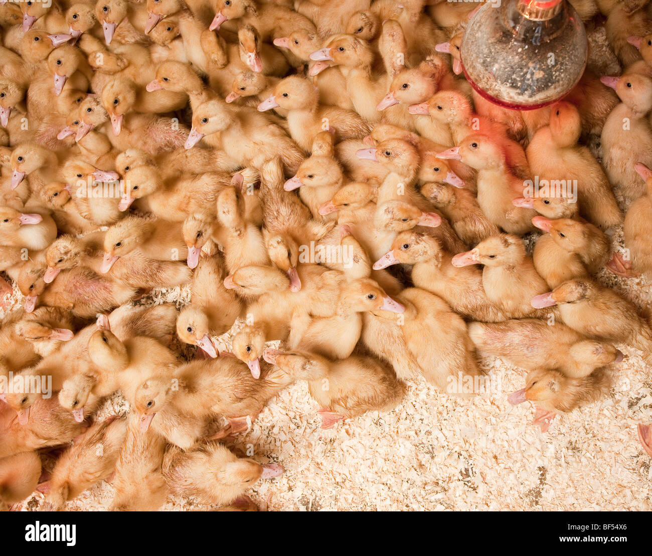 Duck farms, Eastern Iceland Stock Photo