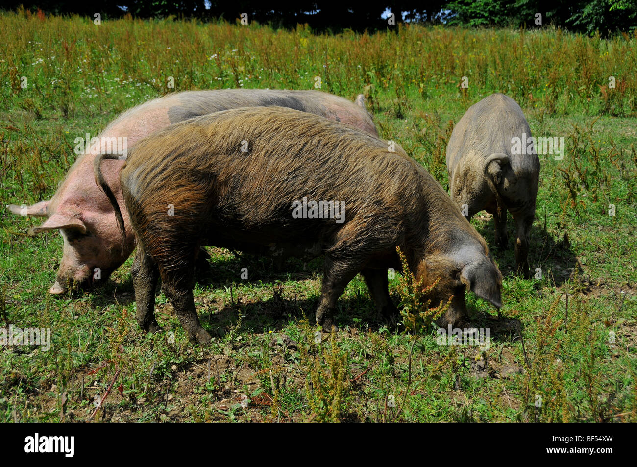 free range pigs  in an outdoor breeding site in a brittany bio farm Stock Photo