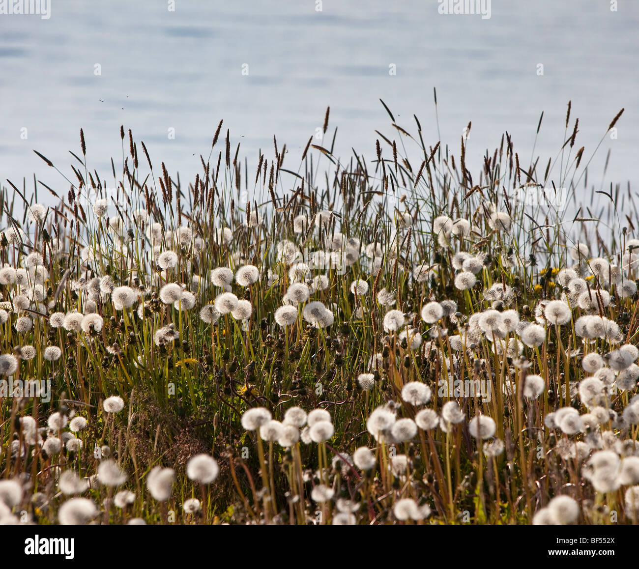 Field of Dandelions, Iceland Stock Photo