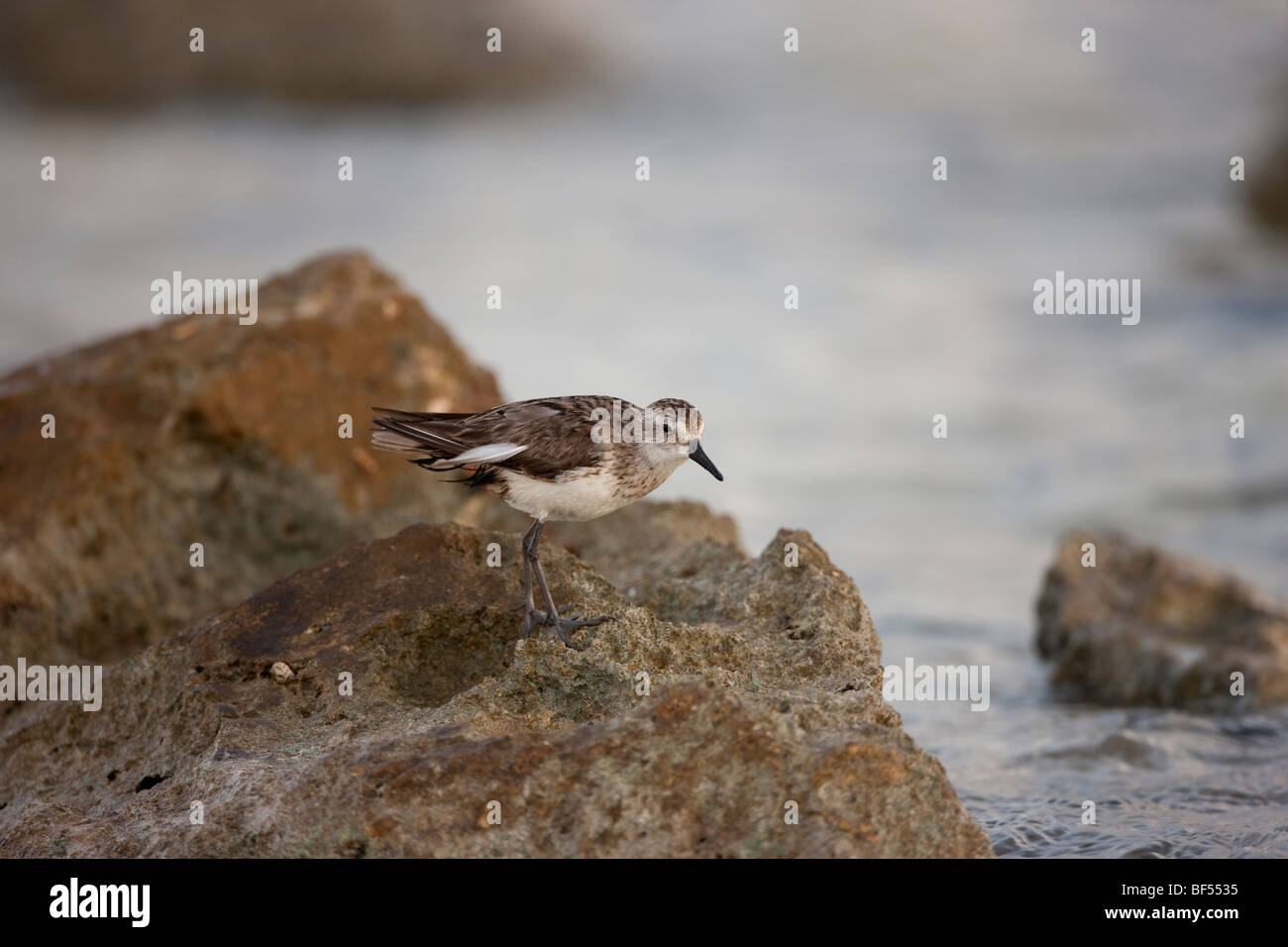 Western Sandpiper (Calidris mauri), in winter plumage resting on rock. Stock Photo