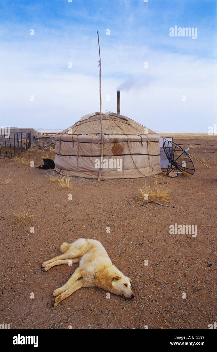 Dog lying before a Mongolian yurt, Xilin Gol Grassland, Inner Mongolia ...
