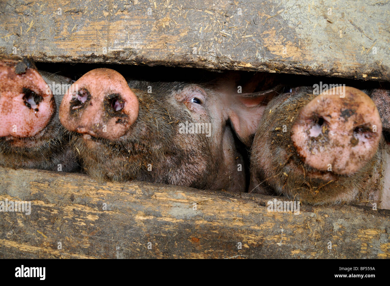 free range pigs : pigs in an outdoor breeding site in a brittany bio farm Stock Photo