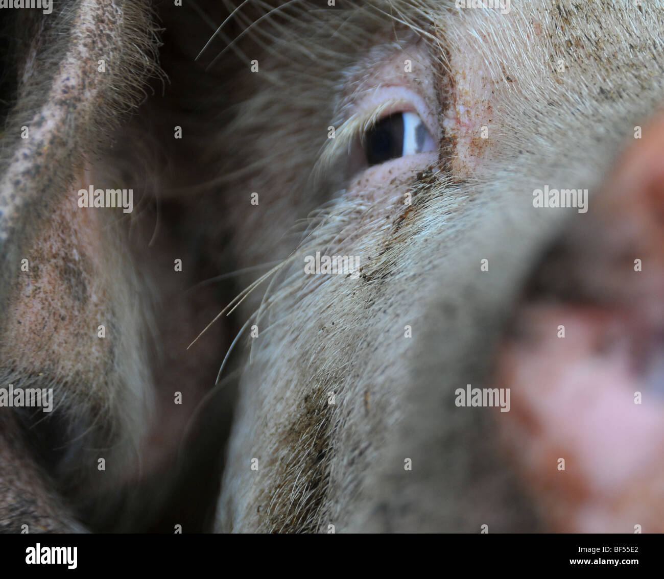 free range pigs :  a pig's snout  in an outdoor breeding site in a brittany bio farm Stock Photo