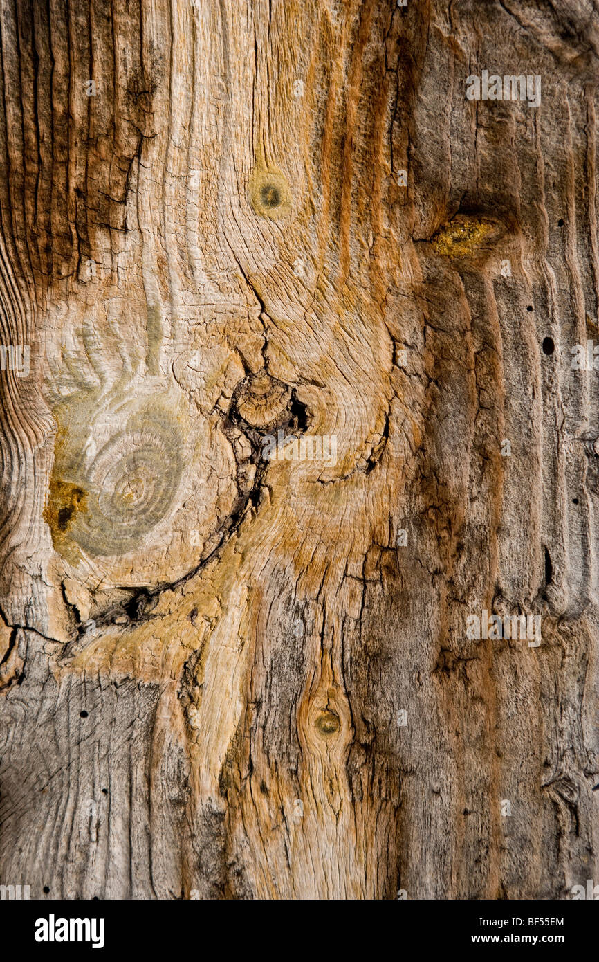 Wood grain photos hires stock photography and images Alamy