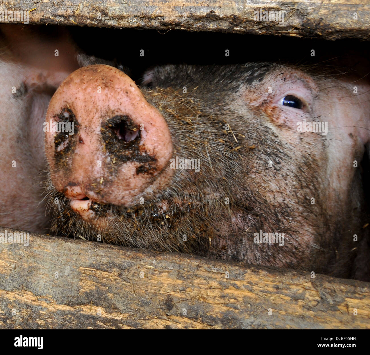 free range pigs :  a pig's snout  in an outdoor breeding site in a brittany bio farm Stock Photo