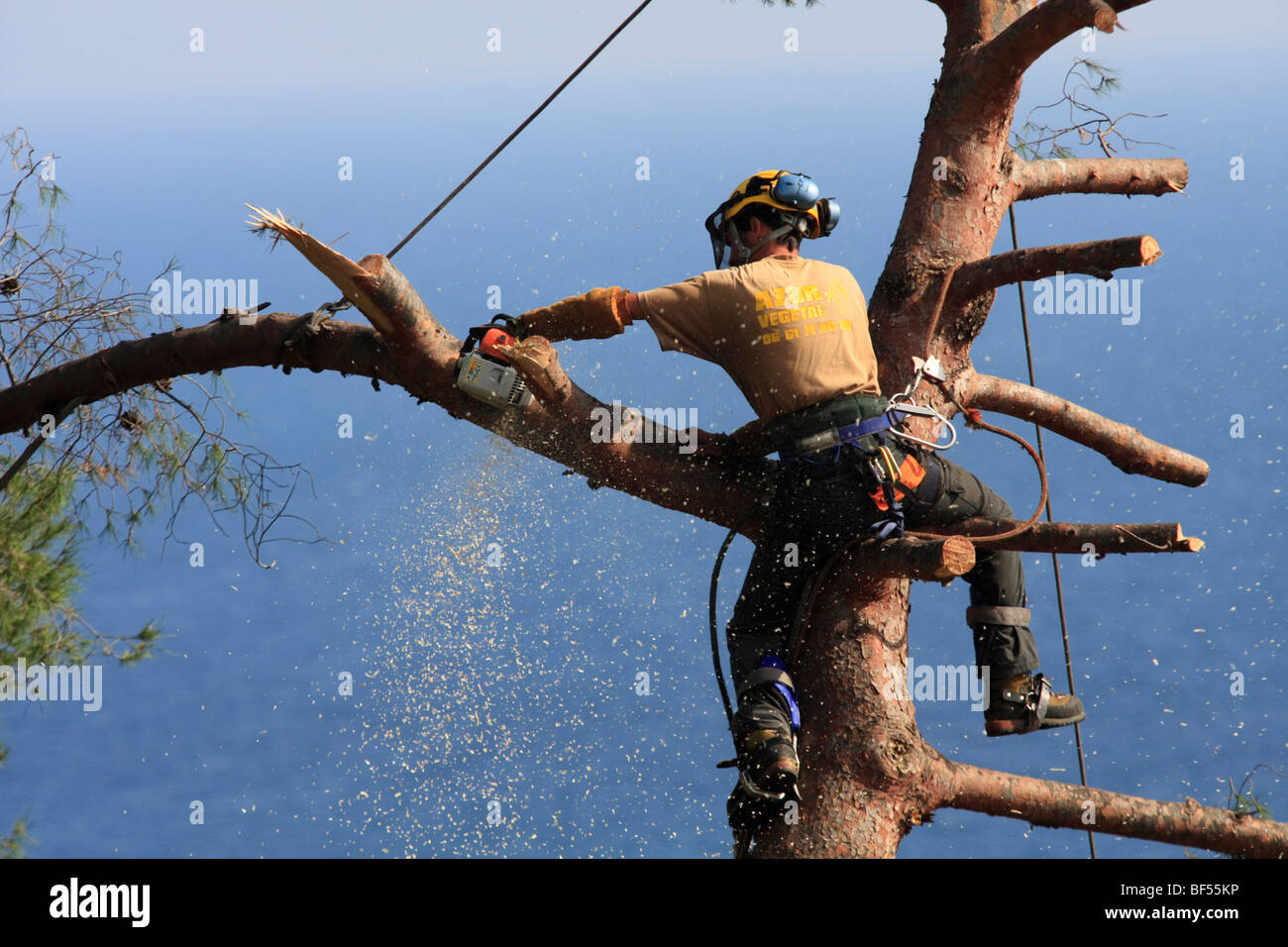 Logger felling a Pine tree piece-by-piece with a chainsaw, Côte d'Azur, France, Europe Stock Photo