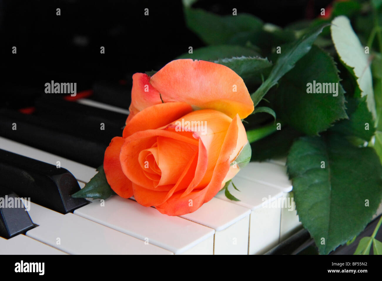 Rose on piano Stock Photo