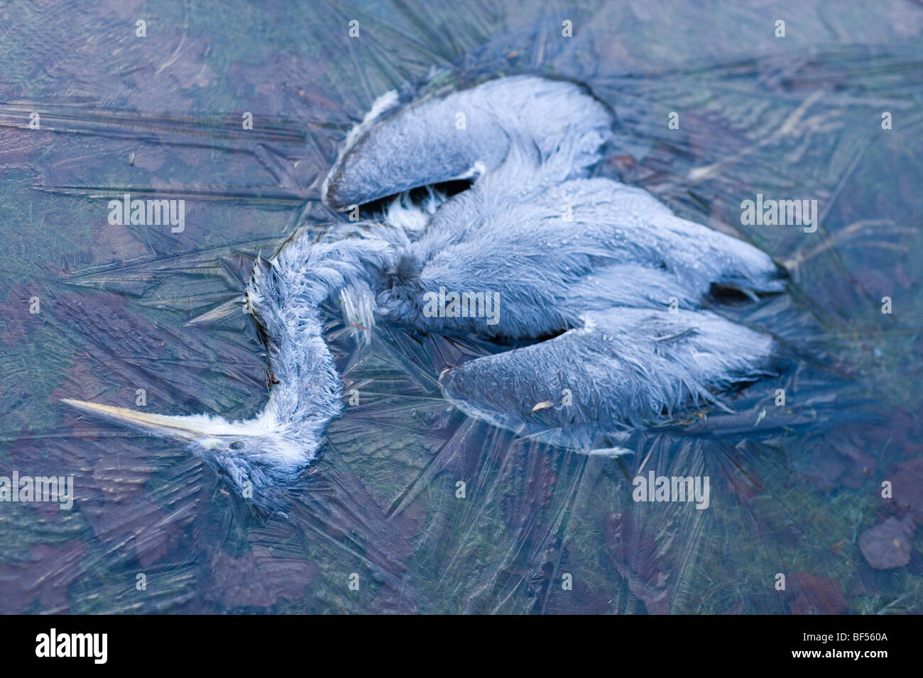 Grey Heron (Ardea cinerea). Death caused by starvation and winter cold (hypothermia). Stock Photo