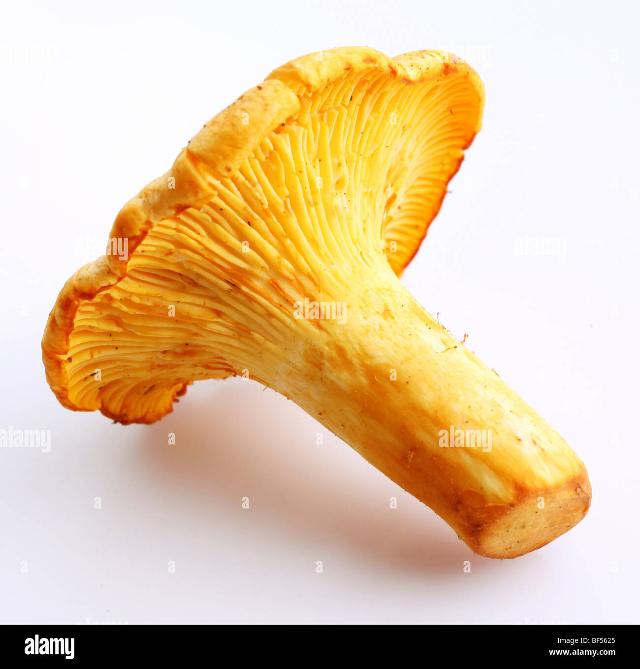 A chanterelle on a white background Stock Photo - Alamy