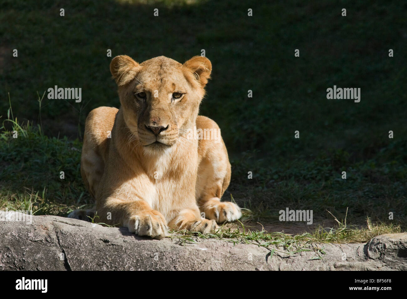 Young lioness (Panthera leo) looking straight at the camera, Edge of Africa, Busch Gardens, Tampa, Florida, USA Stock Photo