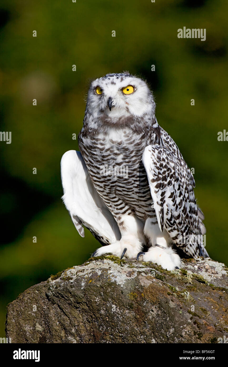 Young Snowy Owl (Bubo scandiacus, Nyctea scandiaca Stock Photo - Alamy