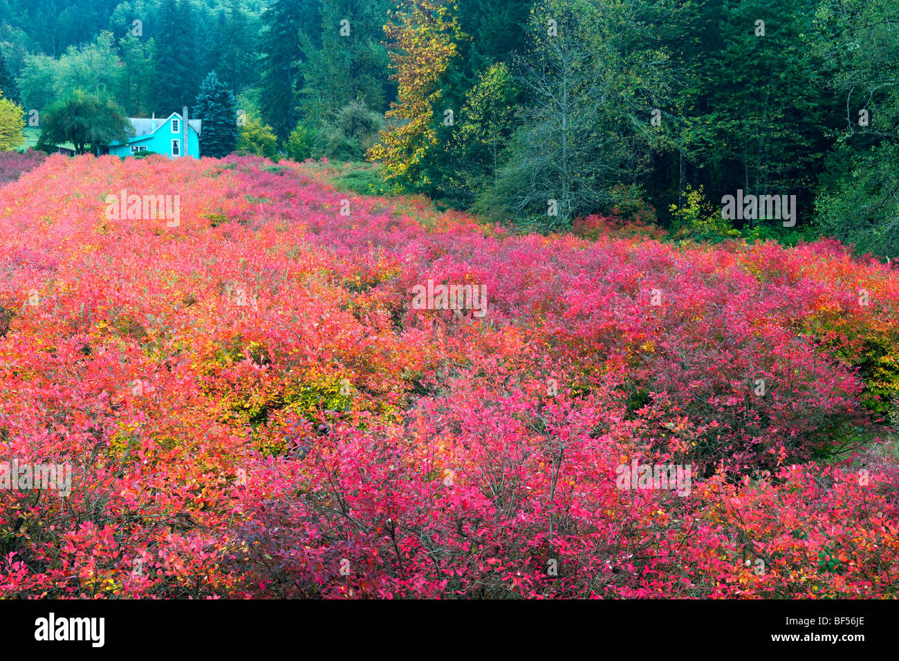 Autumn color flows acros this blueberry farm in Oregon's Clackamas County. Stock Photo